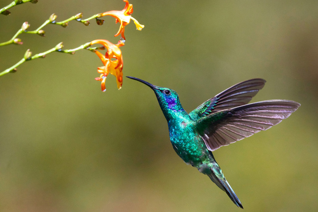Gros plan d'un colibri près d'une fleur.